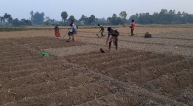জয়পুরহাটে ৩৮হাজার ৮১৫ হেক্টর জমিতে আলু চাষের লক্ষ্য নির্ধারণ