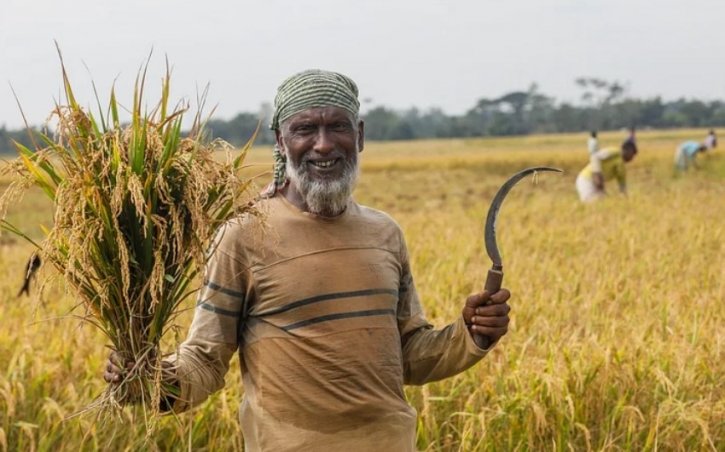 পাকা ধানের সোনালি আভা