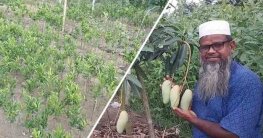 বাণিজ্যিকভাবে চারা উৎপাদনে সফল আতিউর