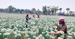 পেঁয়াজ বীজ উৎপাদনে লাভবান কৃষক ইয়াকুব!