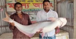 পদ্মার এক পাঙাশের দাম ৩২ হাজার টাকা