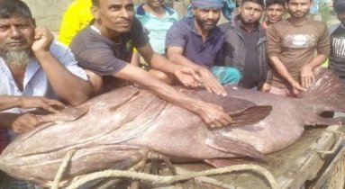 খুলনার আড়তে ধরা পড়েছে  ২১০ কেজির কৈবল মাছ