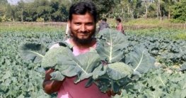 পরীক্ষামূলক ভাবে ব্রকোলি চাষে কৃষকের মুখে হাসি