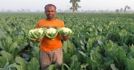 ফুলকপি চাষে সফলতার স্বপ্ন বুনছেন জয়পুরহাটের কৃষক এনামুল