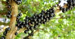 ব্রাজিলের ফল জাবুটিকাবা চাষ হচ্ছে বাংলাদেশে