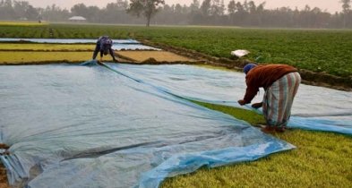 ঘন কুয়াশায় বোরোর বীজতলা নিয়ে দুশ্চিন্তায় কৃষক