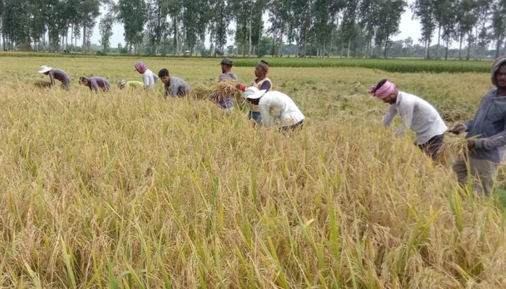 ক্ষেতলালের মাঠে পাকা ধানের সোনালি হাসি ক্ষেতলালের মাঠে পাকা ধানের সোনালি হাসি