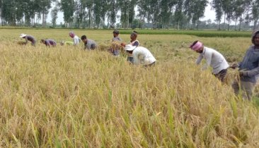 ক্ষেতলালের মাঠে পাকা ধানের সোনালি হাসি