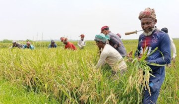 ক্ষেতলালে ধান কাটা মাড়াই শুরু, কৃষকের মুখে হাসি