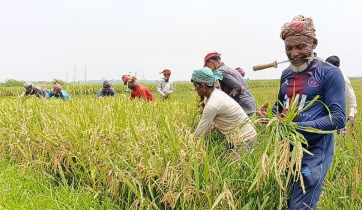 ক্ষেতলালে ধান কাটা মাড়াই শুরু, কৃষকের মুখে হাসি ক্ষেতলালে ধান কাটা মাড়াই শুরু, কৃষকের মুখে হাসি