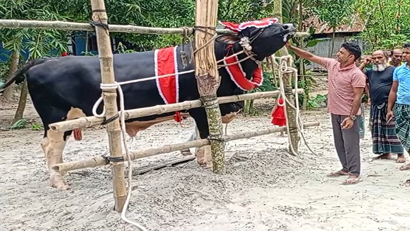 নজর কাড়ছে ২৫ মণের ‘প্রিন্স মামুন’