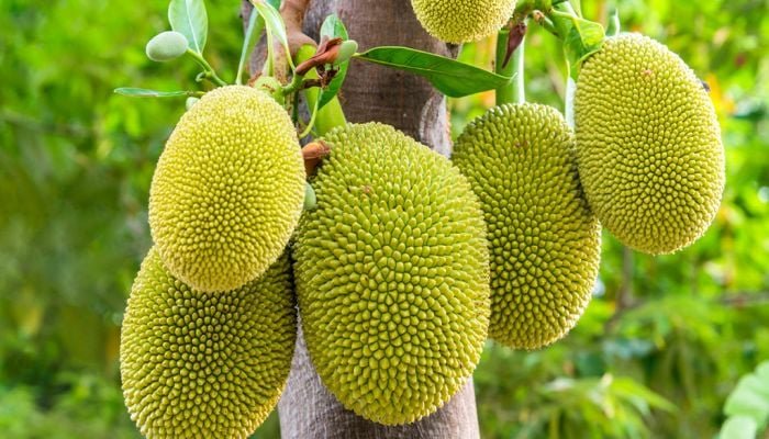 গাজীপুরে কাঁঠালের বাম্পার ফলন