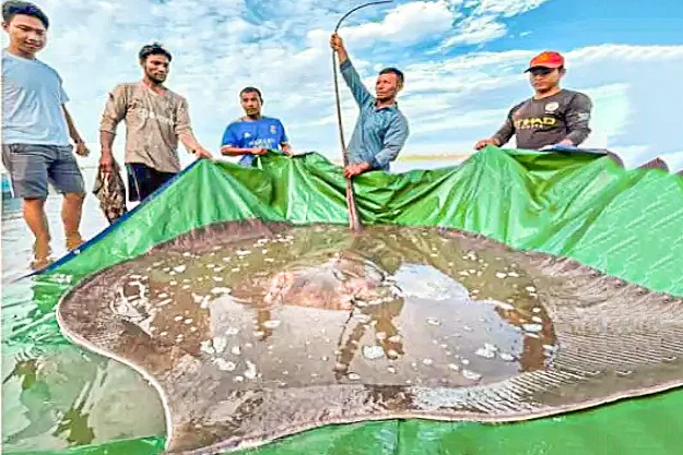 সঙ্গী ছাড়াও কিছু প্রাণীর বাচ্চা হয়