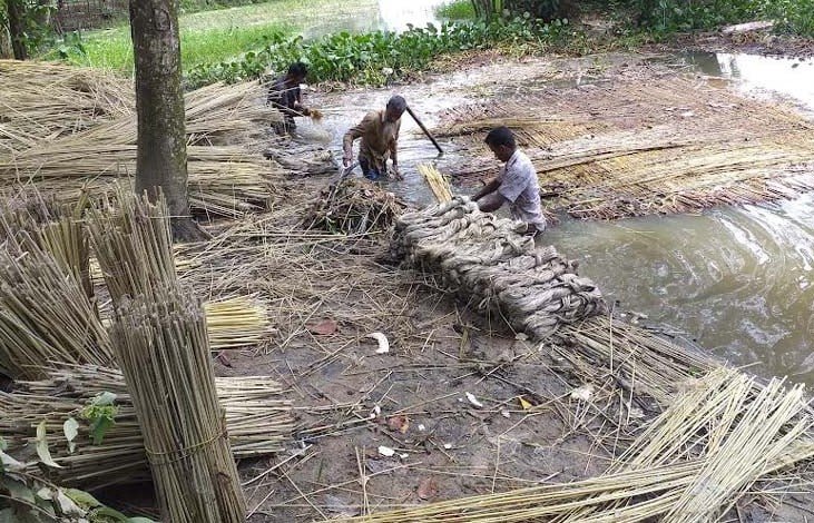 জয়পুরহাটে পাট কাটা ও জাগ দেয়ায় ব্যস্ত কৃষকরা