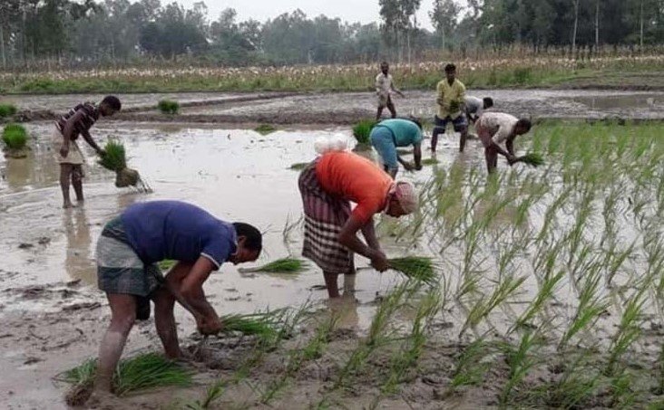 জয়পুরহাটে প্রায় ৭০ হাজার হেক্টর জমিতে আমন চাষের লক্ষ্যমাত্রা নির্ধারণ 