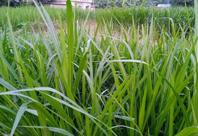 পাঁচবিবিতে গোখাদ্য নেপিয়ার ঘাস এখন অর্থকারী ফসল পাঁচবিবিতে গোখাদ্য নেপিয়ার ঘাস এখন অর্থকারী ফসল