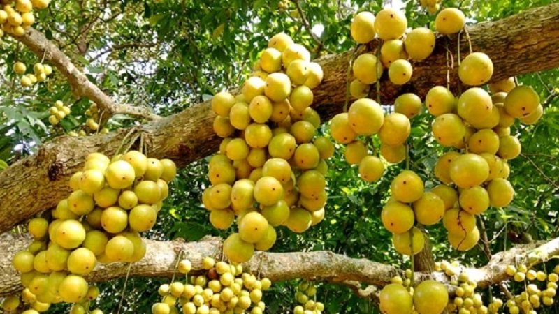 রক্ত স্বল্পতার সমস্যা দূর করে লটকন 