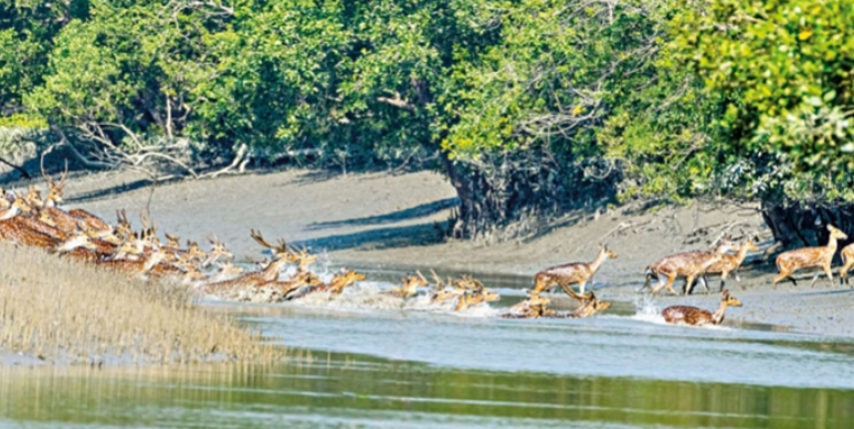 তিন মাস পর কাল খুলছে সুন্দরবন তিন মাস পর কাল খুলছে সুন্দরবন