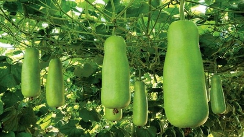মানসিক চাপ কমায় লাউ মানসিক চাপ কমায় লাউ