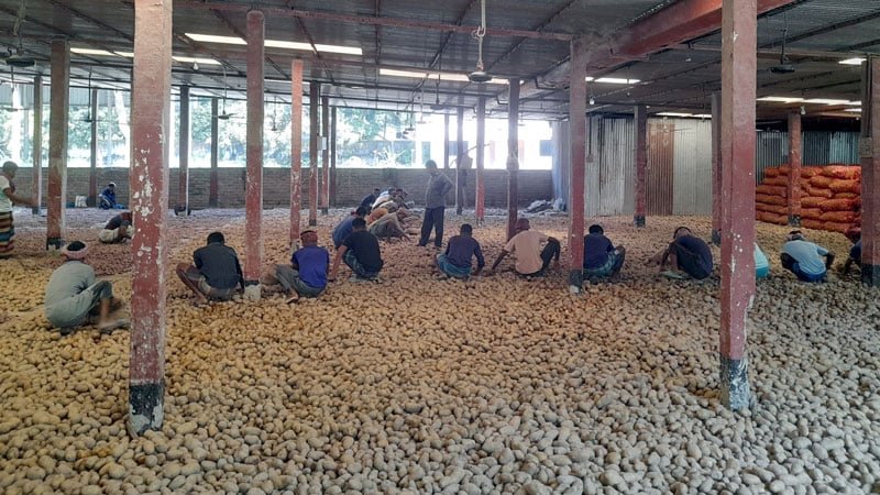 আলুর দর পতনে ক্ষতি ১৩ কোটি টাকা আলুর দর পতনে ক্ষতি ১৩ কোটি টাকা