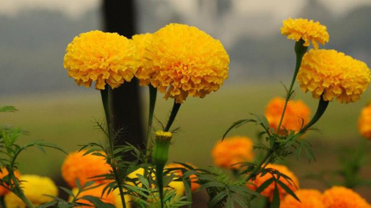 যে কৌশলে টবে গাঁদা চারা লাগালে ফুলে ভরে যাবে বাগান