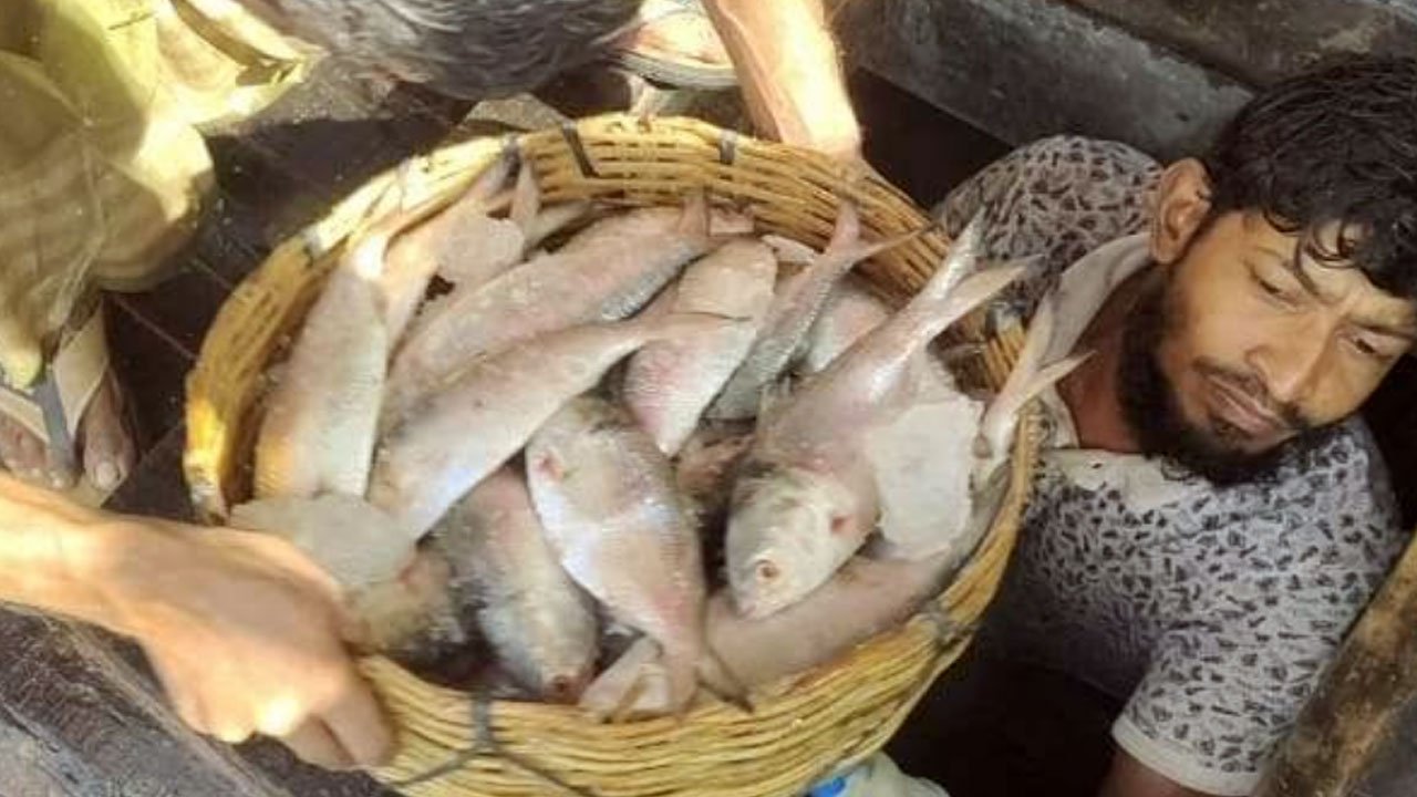 এক ট্রলারে ১৪০ মণ ইলিশ, সাড়ে ৩১ লাখ টাকায় বিক্রি 