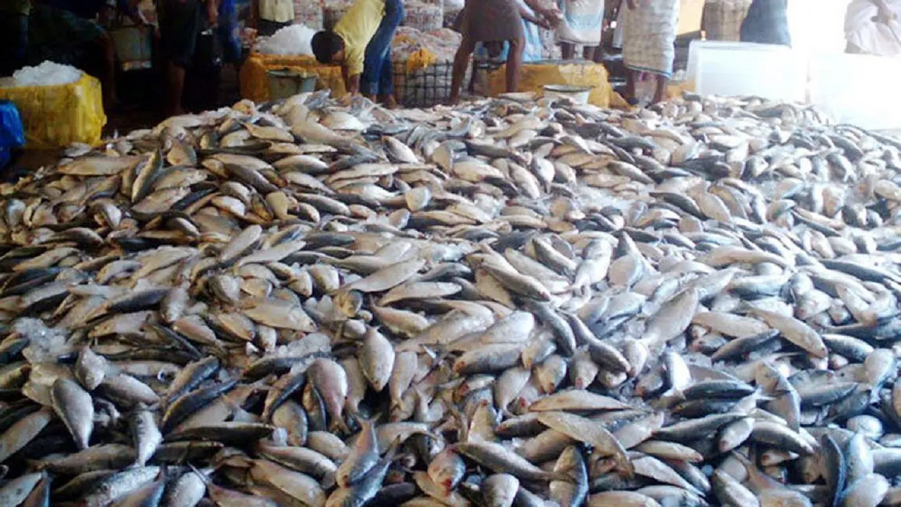 জাটকা শিকারে আজ থেকে নিষেধাজ্ঞা শুরু জাটকা শিকারে আজ থেকে নিষেধাজ্ঞা শুরু