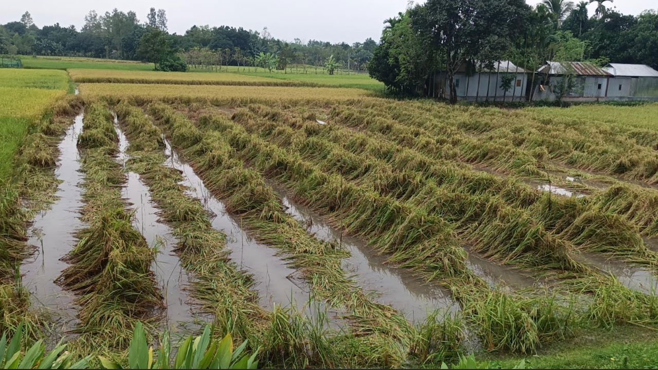 শেরপুরে টানা বৃষ্টিতে আমন ধানসহ সবজিতে ব্যাপক ক্ষতির আশঙ্কা শেরপুরে টানা বৃষ্টিতে আমন ধানসহ সবজিতে ব্যাপক ক্ষতির আশঙ্কা