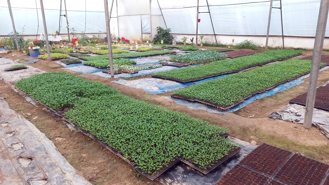 কৃষকের দুশ্চিন্তা দূর করছে পলিনেট হাউজ, উন্নত চারায় মিলছে সফলতা