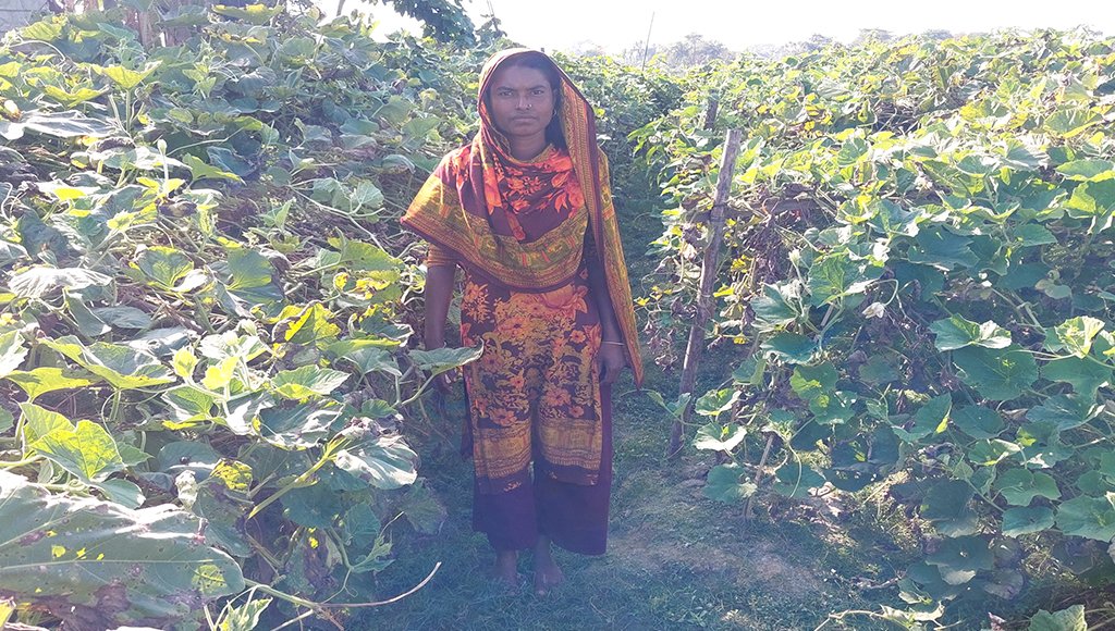 জামালগঞ্জে হাওরে লাউ চাষে সফল কৃষাণী মর্জিনা