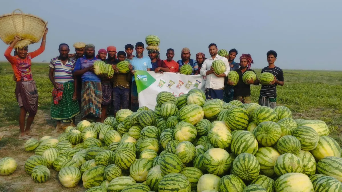 সুবর্ণচরের চরাঞ্চলে তরমুজে ৫০০ কোটি টাকা বাণিজ্যের সম্ভাবনা