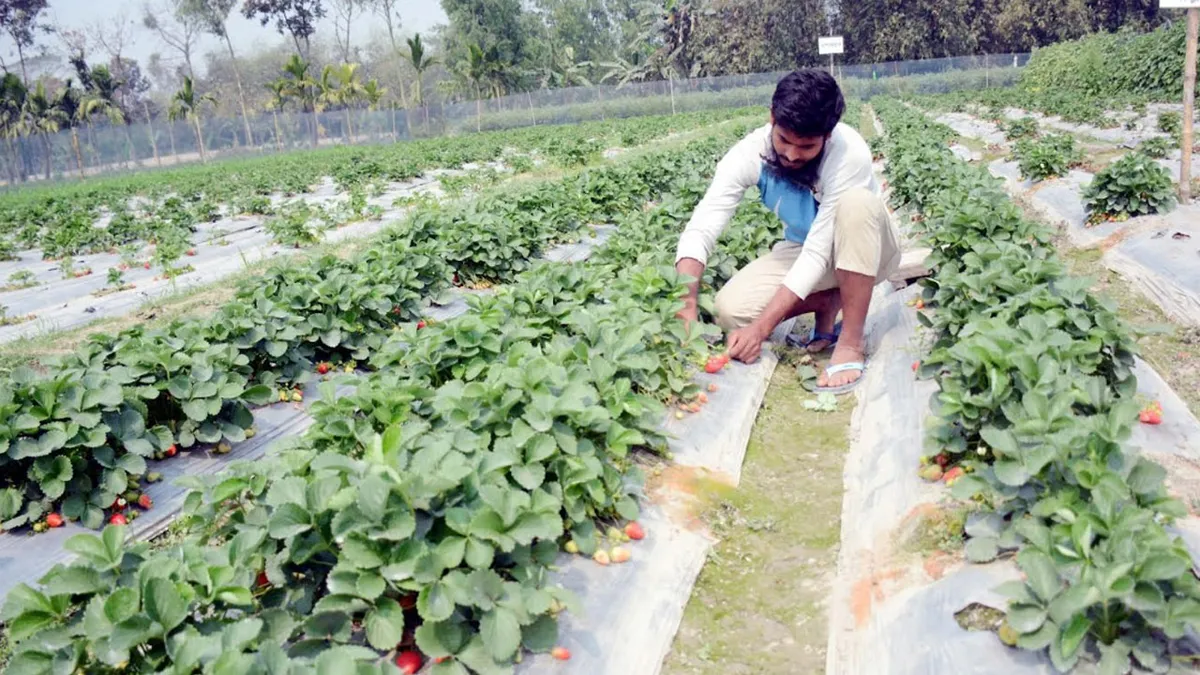 স্ট্রবেরি চাষে দ্বিগুণ লাভ, মালচিং পদ্ধতিতে হাবিবের চমক স্ট্রবেরি চাষে দ্বিগুণ লাভ, মালচিং পদ্ধতিতে হাবিবের চমক