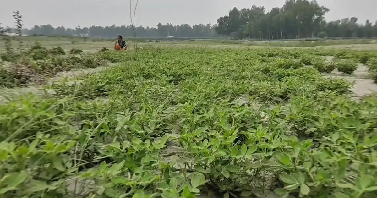 বগুড়ায় চিনা বাদামে কৃষকের হাসি