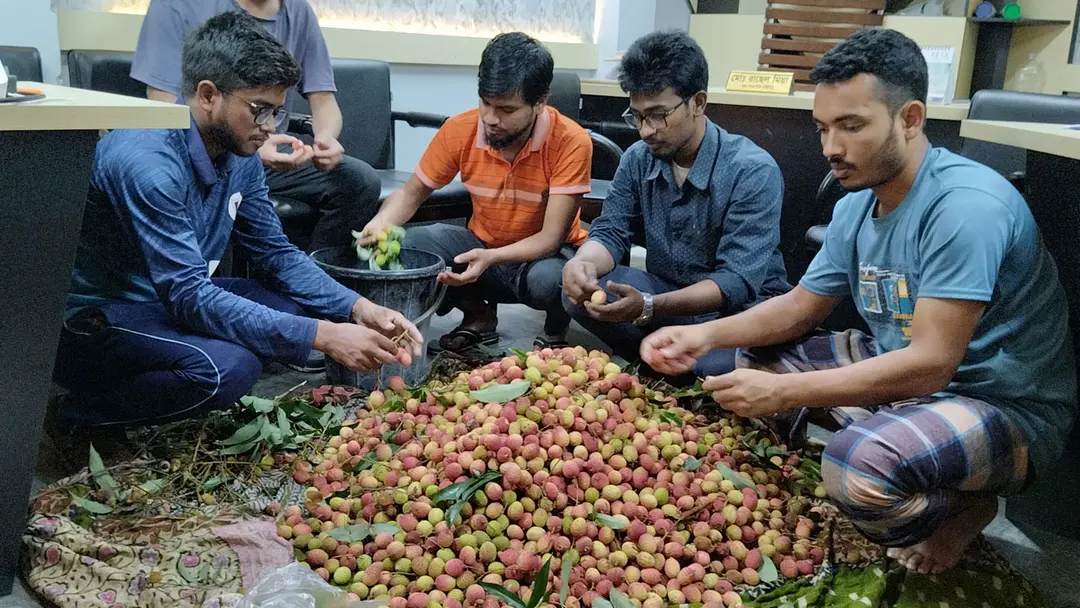 রাবিতে হলের গাছ থেকে লিচু পেড়ে রুমে রুমে পৌঁছে দিলেন হল সংসদের নেতারা