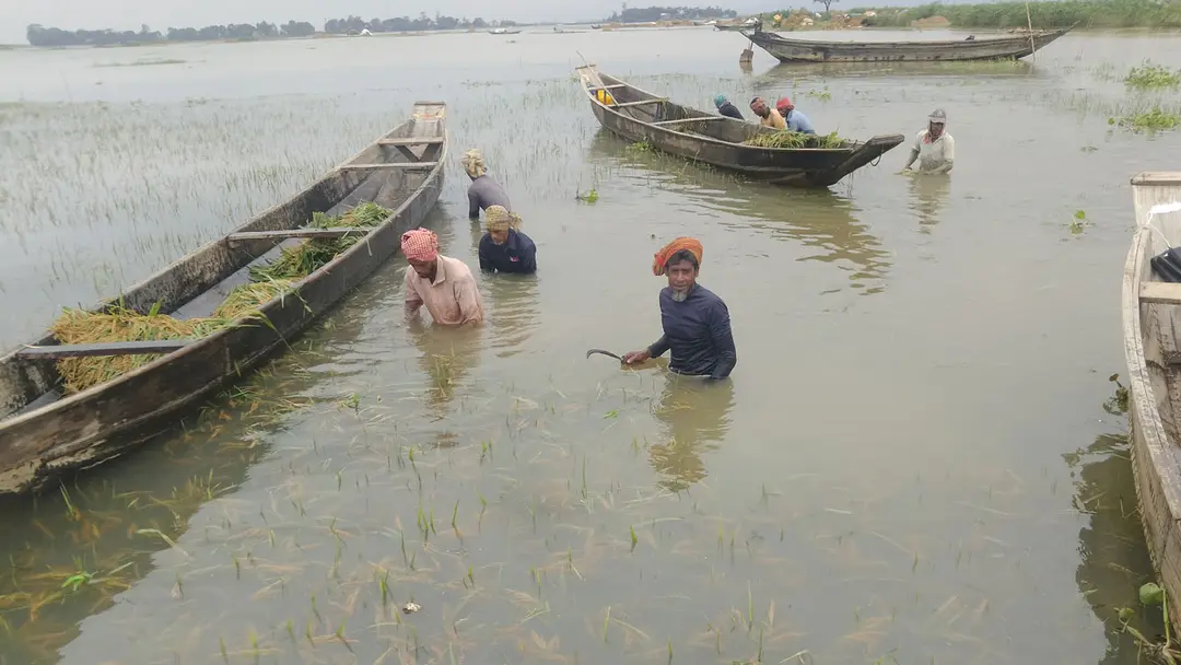 সুনামগঞ্জে আগাম বন্যার শঙ্কা, দ্রুত ধান কাটার পরামর্শ পাউবোর