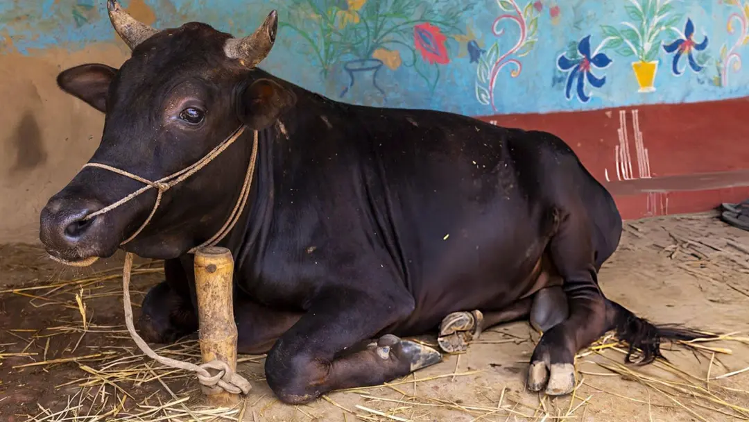 গরুর শিংয়ের গুঁতোয় মালিকের মৃত্যু