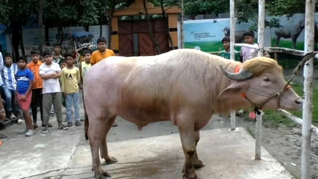 নারায়ণগঞ্জের ‘ডোনাল্ড ট্রাম্প’ যাবে ঢাকায়