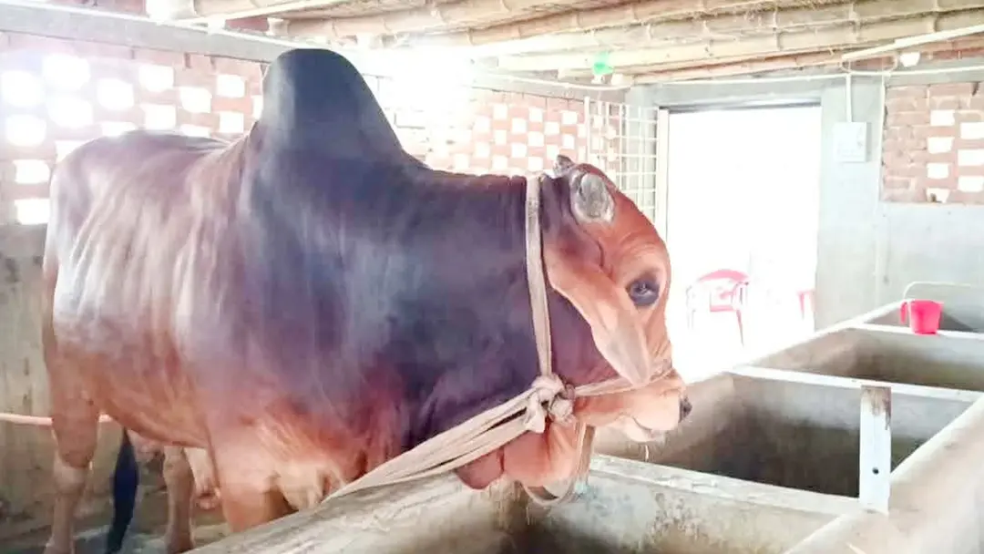 ৩০ মণ ওজনের ষাঁড় ‘লালু’ দেখতে ভিড়, দাম হাঁকা হয়েছে ১০ লাখ ৩০ মণ ওজনের ষাঁড় ‘লালু’ দেখতে ভিড়, দাম হাঁকা হয়েছে ১০ লাখ