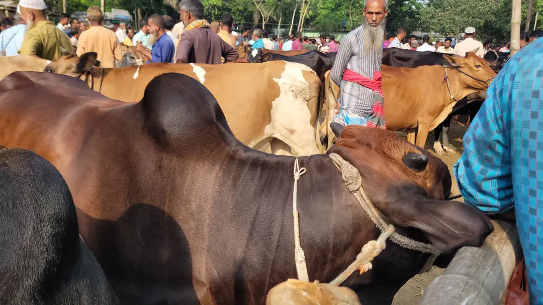 ঈদের আগে ভারতীয় গরু ঢোকার শঙ্কায় শেরপুরের খামারিরা ঈদের আগে ভারতীয় গরু ঢোকার শঙ্কায় শেরপুরের খামারিরা
