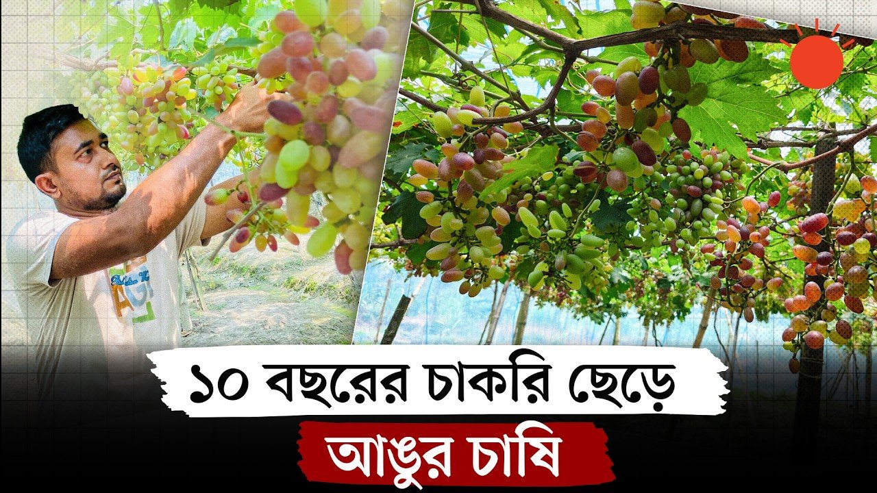 চাকরি ছেড়ে বিদেশি জাতের আঙুর চাষ করছেন বগুড়ার মিনহাজুল চাকরি ছেড়ে বিদেশি জাতের আঙুর চাষ করছেন বগুড়ার মিনহাজুল