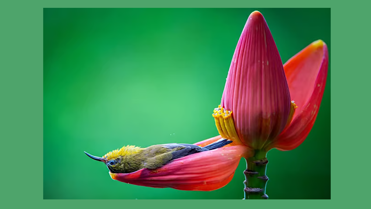 ছবিতে ভোট দিয়ে ৮০ হাজার টাকা জেতার সুযোগ